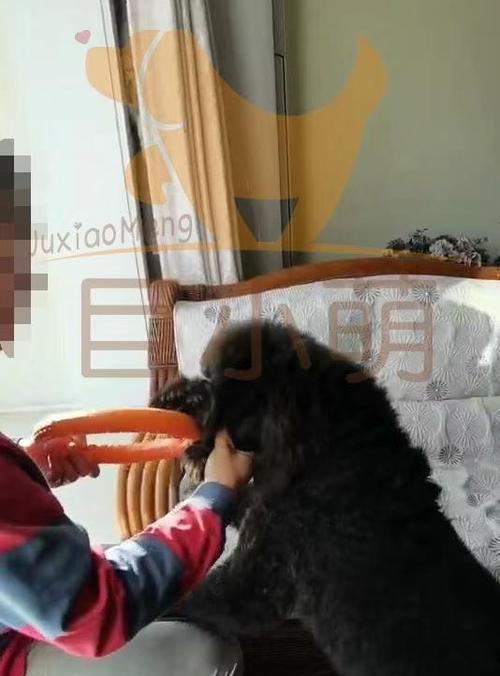 怎样训练贵宾犬快速认识主人？