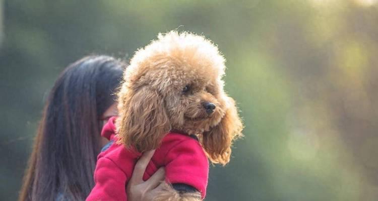 怎样训练贵宾犬快速认识主人？