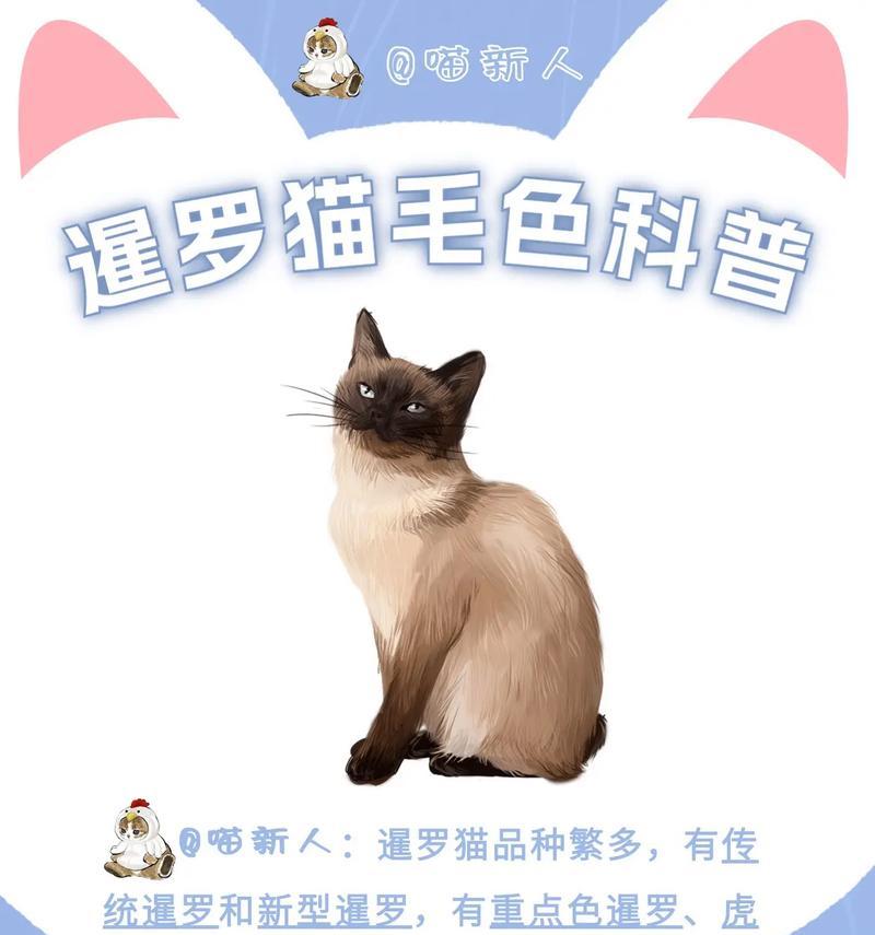 暹罗猫更适合哪种口味的猫粮？