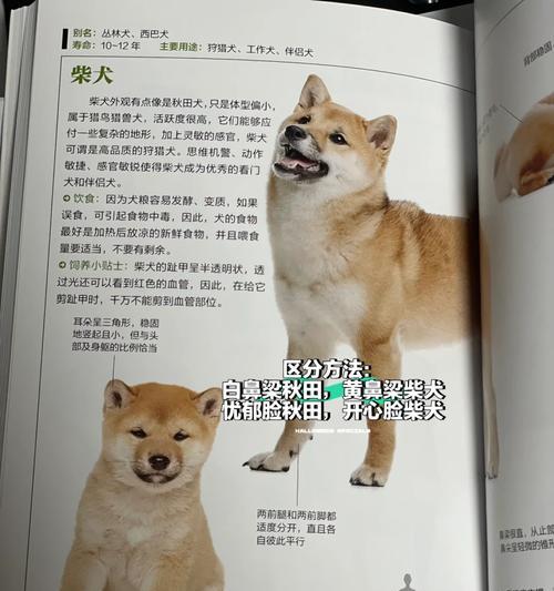 秋田犬应该吃中型犬还是大型犬狗粮？如何选择？