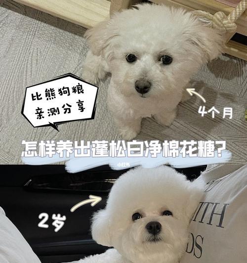 74个月比熊犬的狗粮喂食建议是什么？如何根据年龄调整食量？