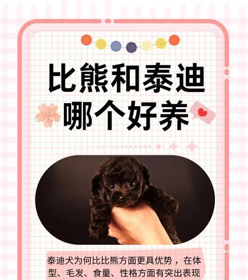 泰迪犬可以吃比熊专用狗粮吗？不同犬种的狗粮有何区别？