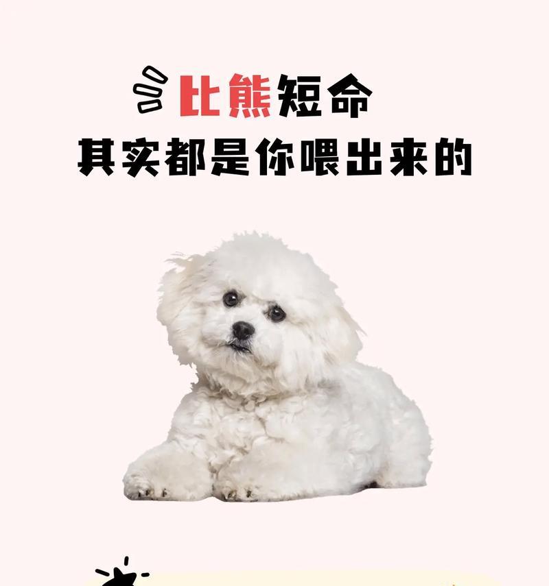 二十多天的比熊幼犬应该吃什么？喂食建议有哪些？