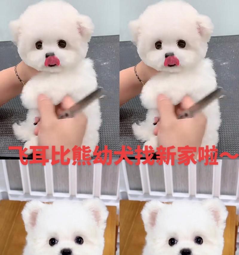 比熊幼犬多大可以直接吃狗粮？需要注意什么？