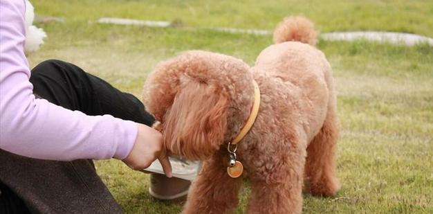 泰迪犬拒食狗粮偏好零食怎么办？如何调整饮食习惯？