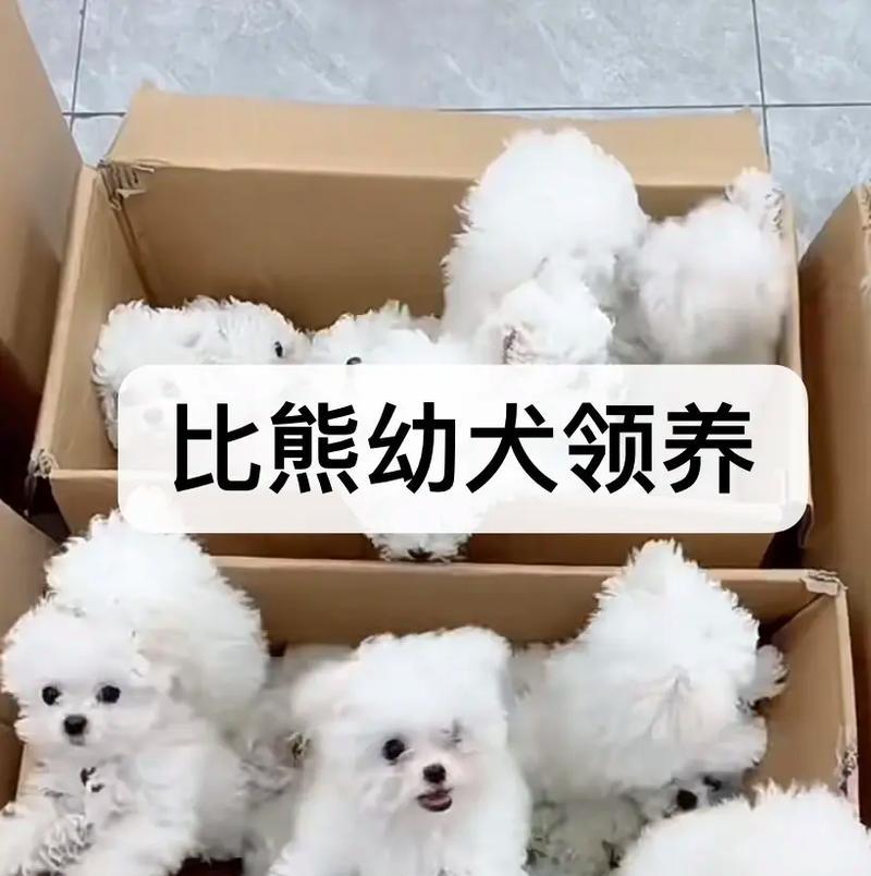 比熊幼犬换粮食有什么好方法？如何平稳过渡到新狗粮？