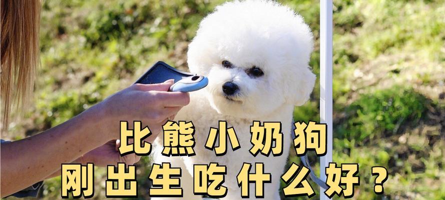 比熊幼犬换粮食有什么好方法？如何平稳过渡到新狗粮？