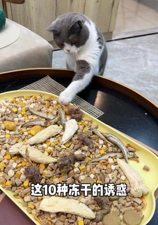 冻干猫粮与罐头猫粮有何不同？各自的优缺点是什么？