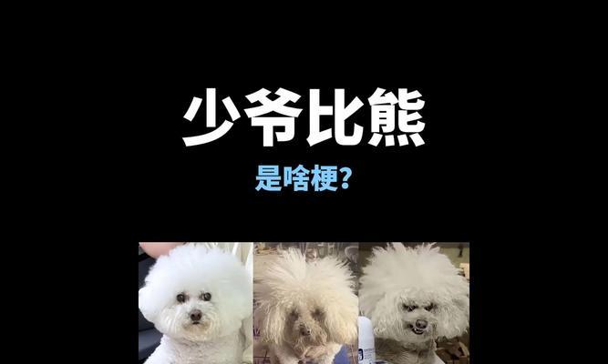 整块鸡胸肉适合给比熊犬食用吗？