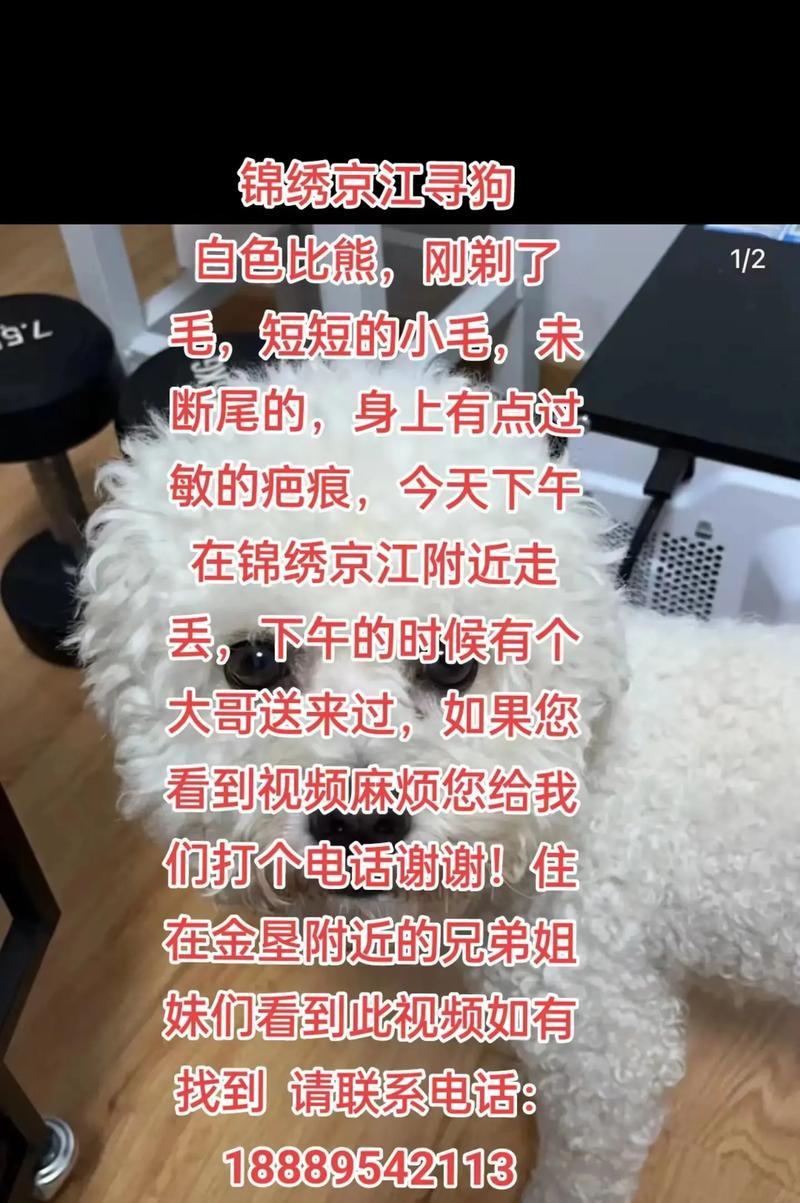 比熊犬剪完毛发后一直叫唤的原因是什么？如何安抚剪毛后的比熊？