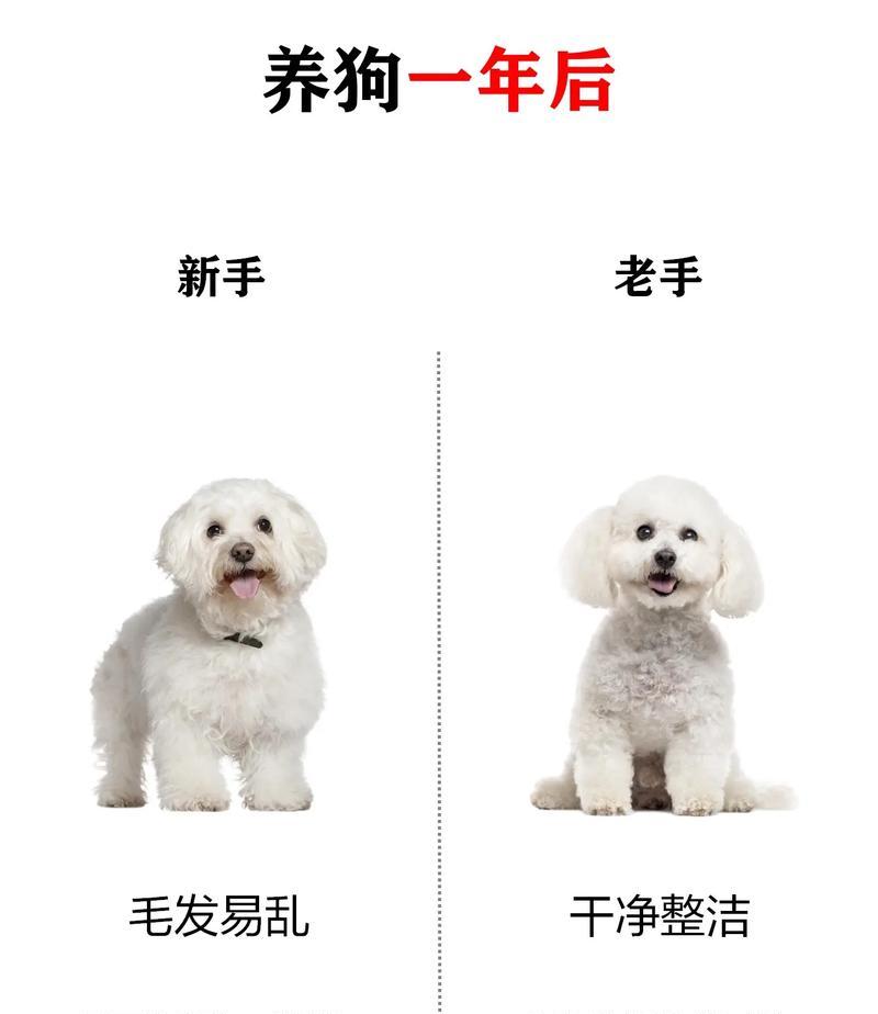 比熊犬的饭食应该煮还是蒸？