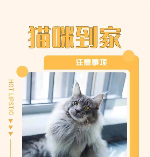 猫家禽和家畜哪个更易养？养猫需要注意什么？