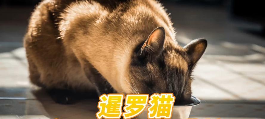 三月龄暹罗猫拒食猫粮的原因是什么？如何激发食欲？