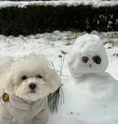 比熊犬适合吃哪种肝？肝脏对狗狗有哪些营养价值？