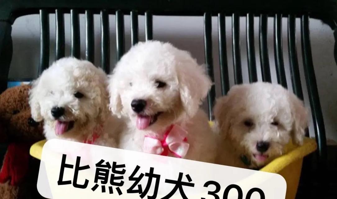 比熊幼犬一天应该喝多少水？饮水量不足怎么办？