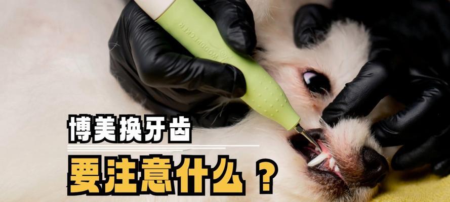 小型犬体重40斤，狗粮吃几天能吃饱？如何计算？