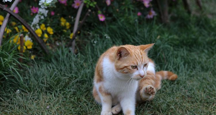 花猫算家畜吗为什么？家畜的定义和花猫的分类是什么？