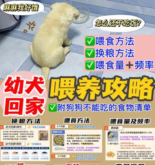 一只中型犬每天应摄入多少狗粮？如何确定合适的喂食量？