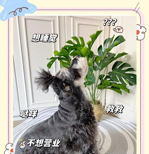 小型犬6个月的狗粮推荐摄入量？