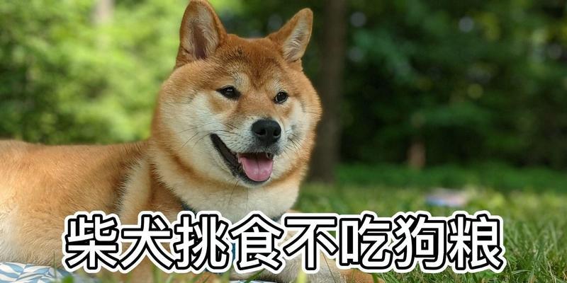 两三个月的柴犬一次喂多少狗粮？如何正确喂养柴犬？