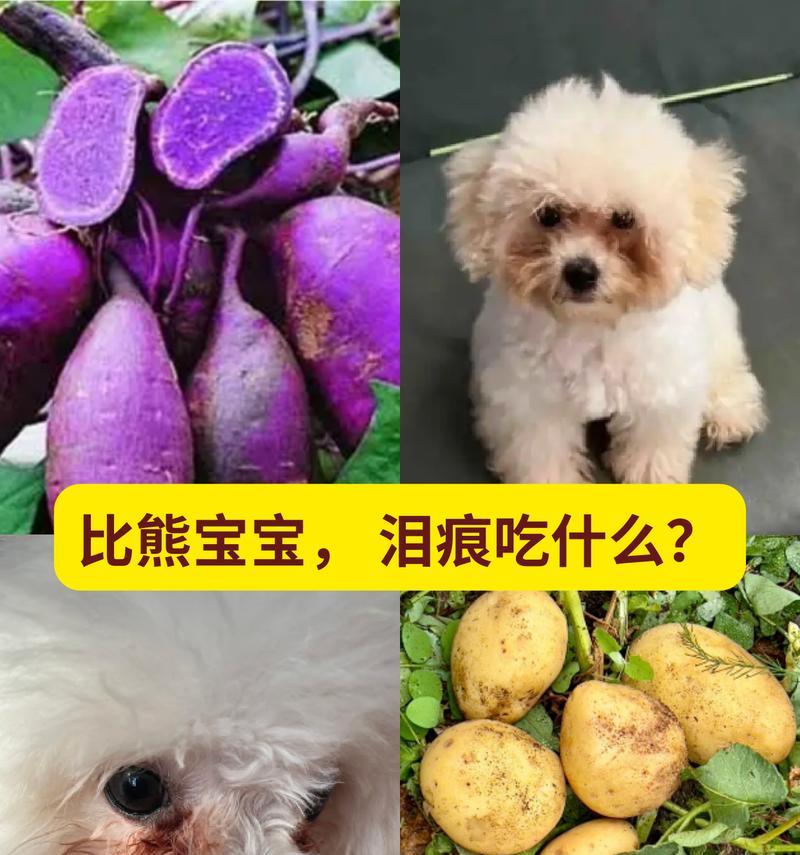 比熊可以吃鸡肝吗？正确的喂食方式是什么？