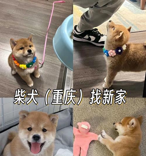 两三个月的柴犬一次喂多少狗粮合适？喂食频率是多少？