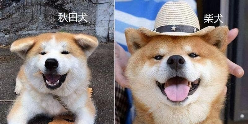 秋田犬应该吃中型犬还是大型犬的狗粮？