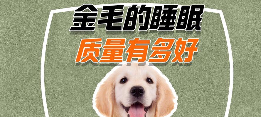 金毛幼犬睡觉时是否需要关灯？