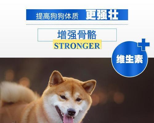 2个半月柴犬消化最好的狗粮是什么？如何选择合适品牌？