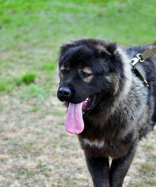 高加索犬成年后性格变温顺怎么办？