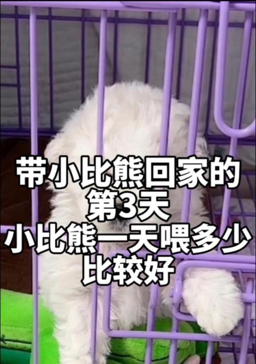 比熊幼犬吃多少克狗粮正常？如何根据年龄调整食量？