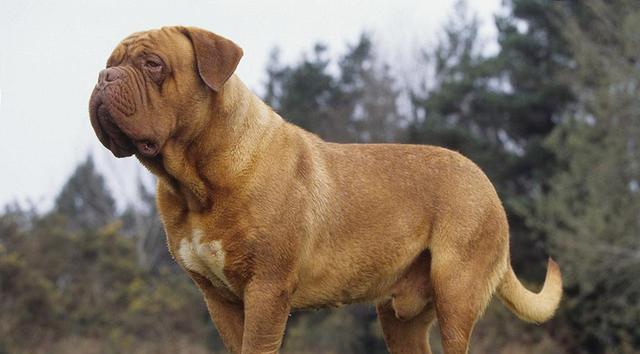 哪些是斗犬品种的大型犬？