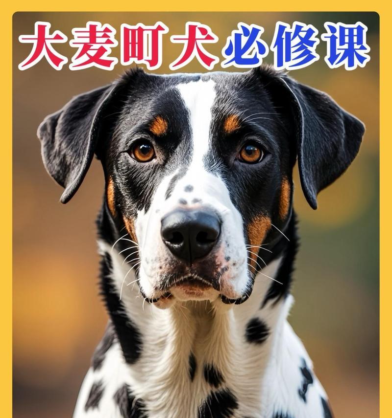 适合陪伴孩子的大型犬品种有哪些？