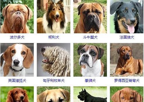 肩高1.4米的大型犬品种有哪些？