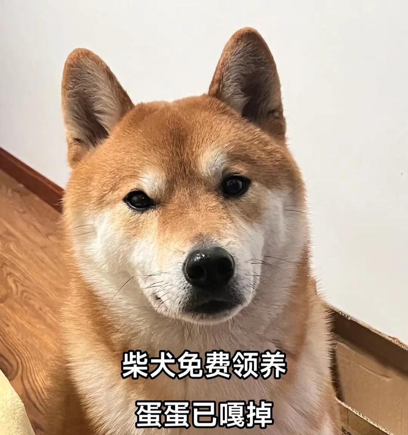 在陕西领养小柴犬需要多少钱？领养小柴犬的条件是什么？