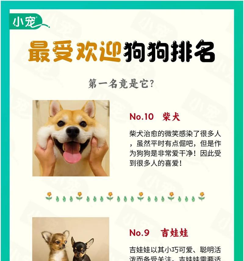 5个月柴犬美容费用是多少？如何选择合适的美容服务？