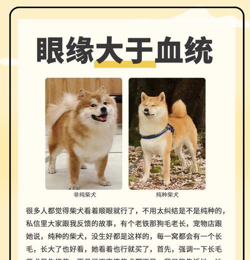 5个月柴犬美容费用是多少？如何选择合适的美容服务？