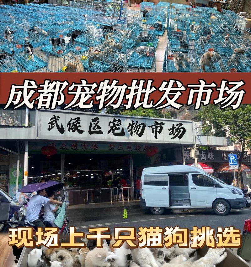 在狗市购买白色泰迪是否合适？价格大概是多少？