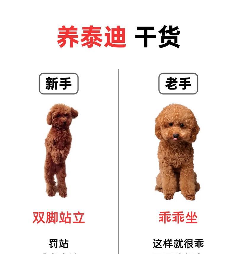 泰迪幼犬打疫苗需要多少钱？接种疫苗的流程是怎样的？