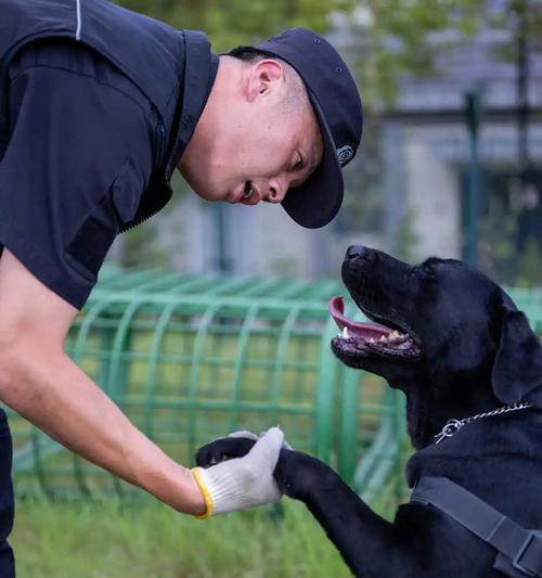 哪些小型犬以强壮著称？它们的名字是什么？