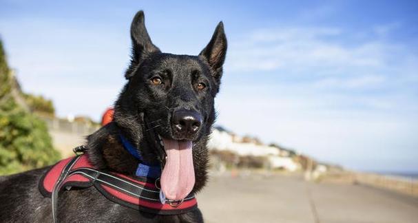 哪些小型犬以强壮著称？它们的名字是什么？