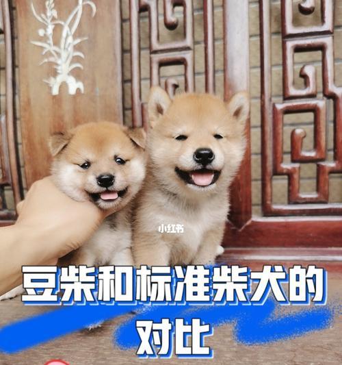 两周大的柴犬体重标准是多少？