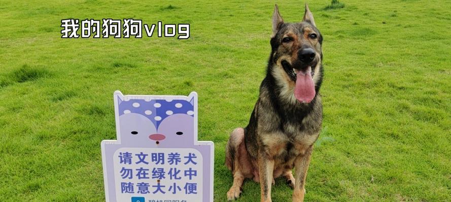 昆明哪些地方可以养大型犬？需要遵守哪些规定？