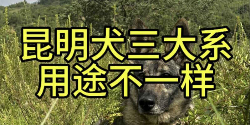 昆明哪些地方可以养大型犬？需要遵守哪些规定？