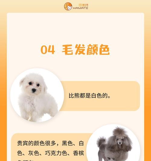 小体泰迪幼犬的价格是多少？价格差异的原因是什么？