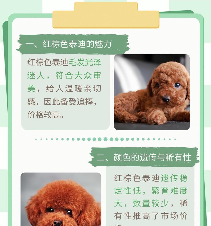 泊头泰迪幼犬的出售价格是多少？购买时应该注意什么？