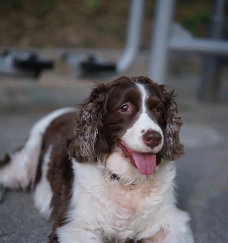 适合陪伴猫的小型犬有哪些？如何选择适合的犬种？