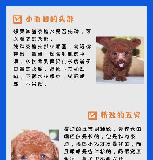 泰迪公犬拍摄一次需要多少钱？泰迪公犬拍摄的费用是多少？