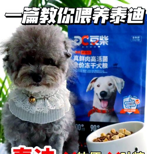 泰迪成犬的价格是多少？购买时需要注意什么？