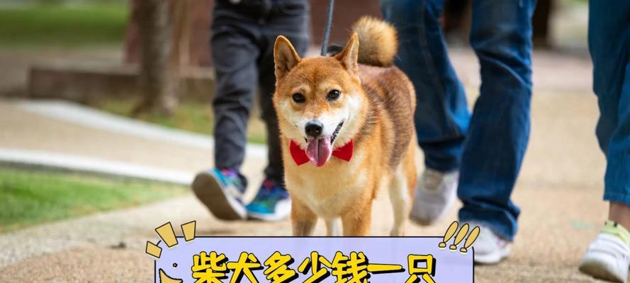 秋柴犬的饲养难度如何？是否值得购买及价格是多少？